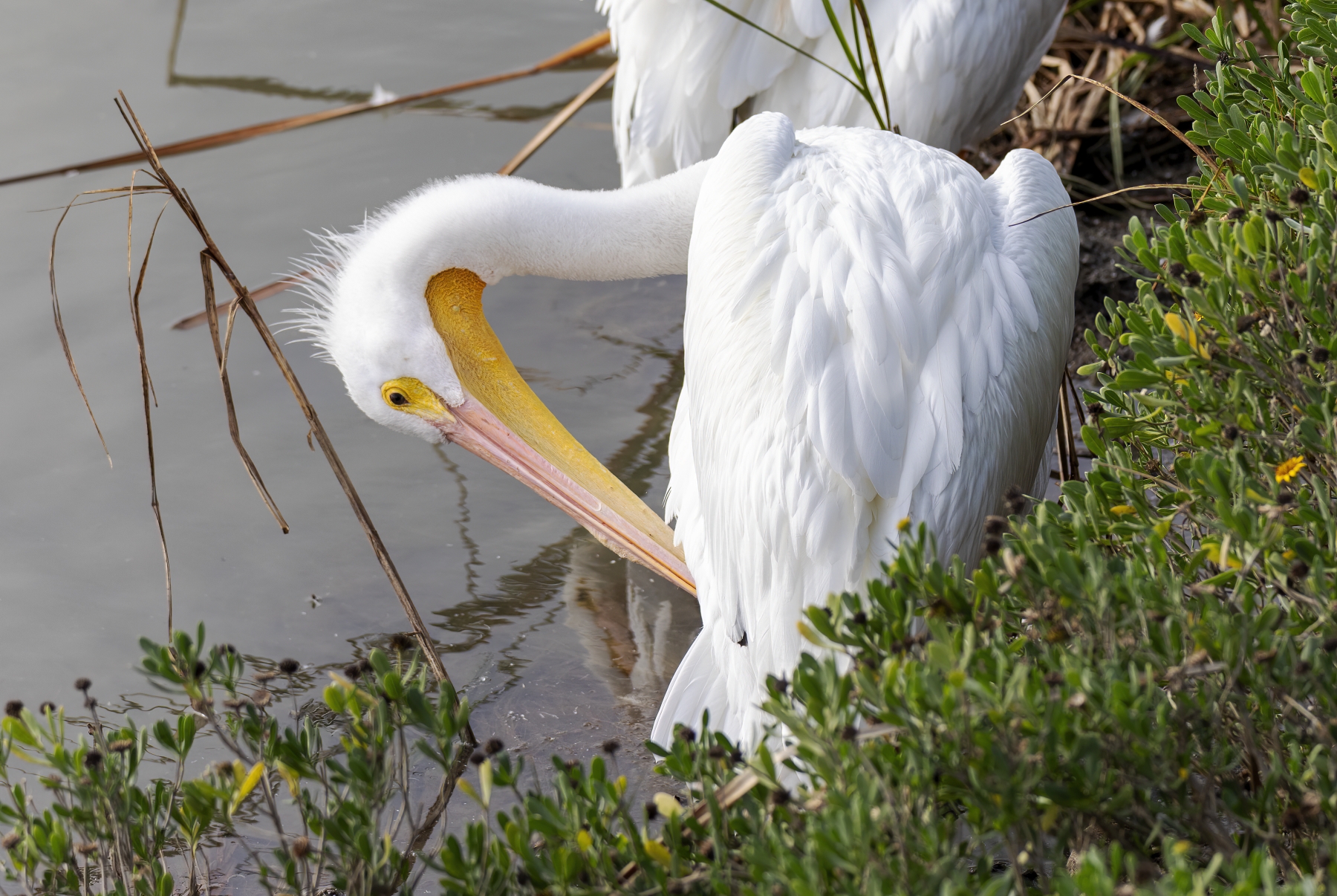 White Pelican Port Aransas Dec 2023